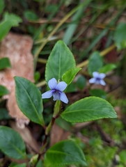 Viola stipularis