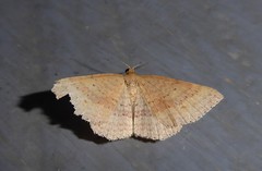 Epicyme rubropunctaria