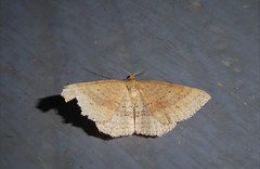 Epicyme rubropunctaria