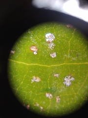 Cephaleuros virescens