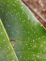 Cephaleuros virescens
