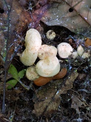 Lactifluus glaucescens