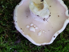 Lactifluus glaucescens