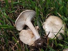 Clitocella popinalis