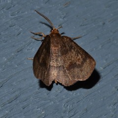 Metarranthis angularia