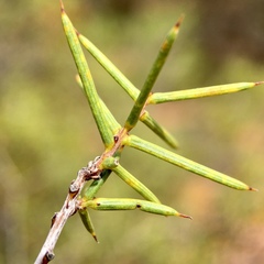 Acacia colletioides