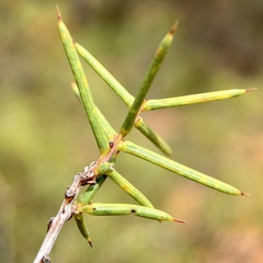 Acacia colletioides
