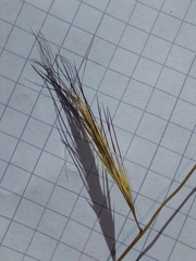 Aristida congesta barbicollis