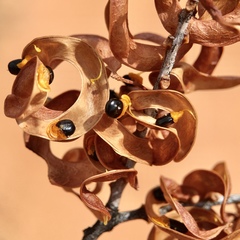 Acacia colletioides