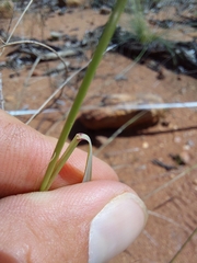 Aristida congesta barbicollis