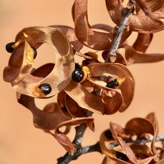 Acacia colletioides