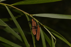 Rhinotia marginella