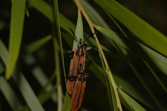 Rhinotia marginella