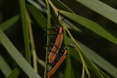 Rhinotia marginella
