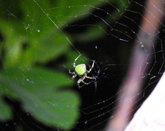Araneus detrimentosus