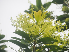 Laurophyllus