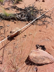 Aristida congesta barbicollis