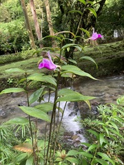 Sobralia decora