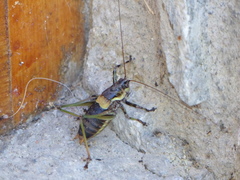 Antaxius