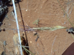 Aristida congesta barbicollis