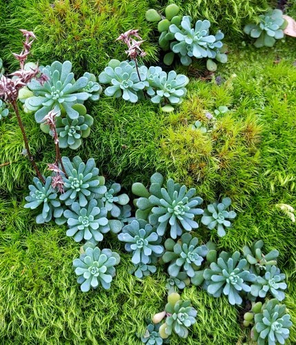 Sedum glaucophyllum