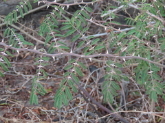 Mimosa asperata