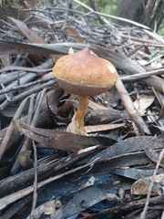 Austroboletus lacunosus