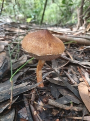Austroboletus lacunosus