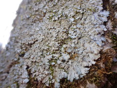 Phaeophyscia squarrosa