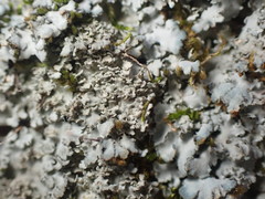 Phaeophyscia squarrosa