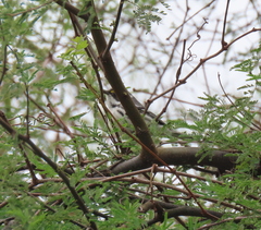 Setophaga nigrescens