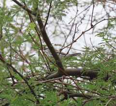 Setophaga nigrescens