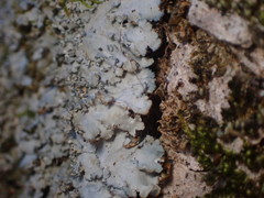 Phaeophyscia squarrosa