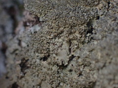 Phaeophyscia squarrosa