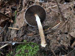 Agaricus diminutivus