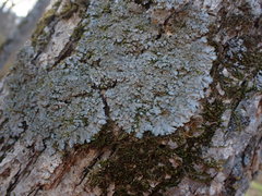 Phaeophyscia squarrosa