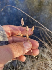 Fimbristylis thermalis