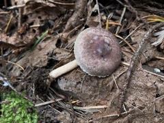 Agaricus diminutivus