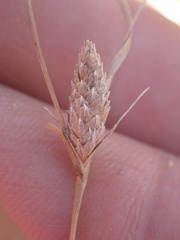Fimbristylis thermalis