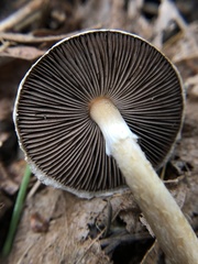 Agaricus diminutivus