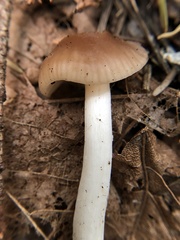 Cuphophyllus colemannianus