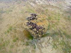Brachidontes