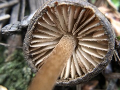 Entoloma cystomarginatum