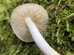 Hygrophorus subaustraligus