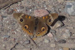 Junonia grisea