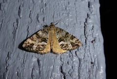 Pseudocoremia lactiflua