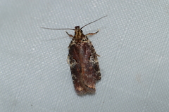 Agonopterix lythrella