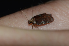 Agonopterix lythrella