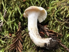 Hygrophorus graveolens