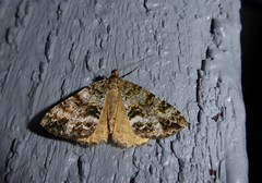 Pseudocoremia lactiflua